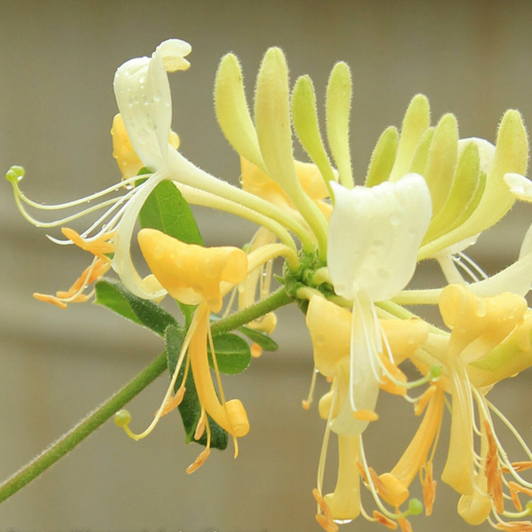 Honeysuckle 