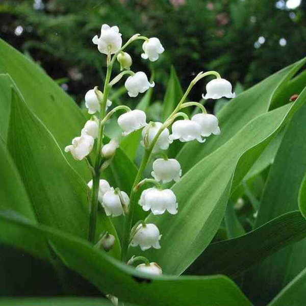 Lily of the Valley 